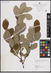 Foto von Salix caprea L.